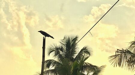 A crow is sitting under the cloudy skyの素材