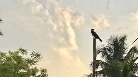 A crow is sitting under the cloudy skyの素材