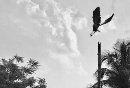 A crow is flying under the cloudy skyの素材