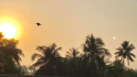 The dawn time and the natureの素材