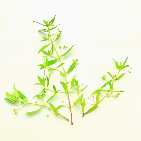 A herbal plantの素材