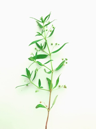 A herbal plantの素材