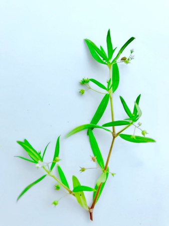 A herbal plantの素材
