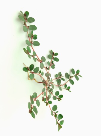 A herbal plantの素材