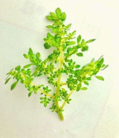 A medicinal plantの素材