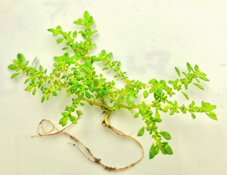 A medicinal plantの素材