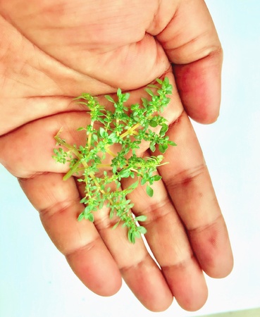 A medicinal plant on a palmの素材