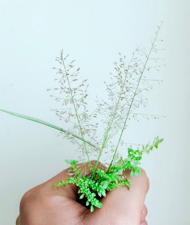 Some of medicinal plantsの素材