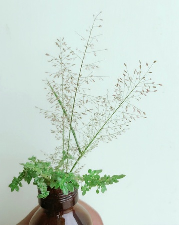 Some of medicinal plantsの素材
