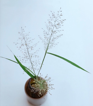 A medicinal plantの素材