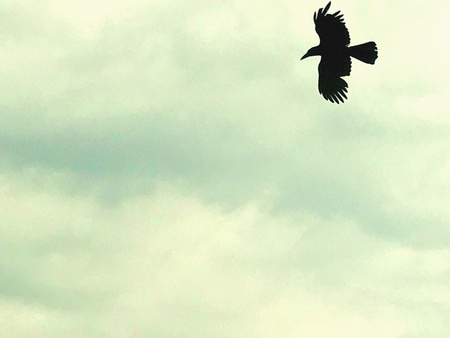 A crow is flying in the skyの素材
