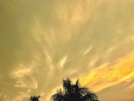 A natural scenery with cloudy sky and treesの素材