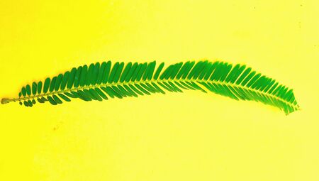 A leaf with small leavesの素材