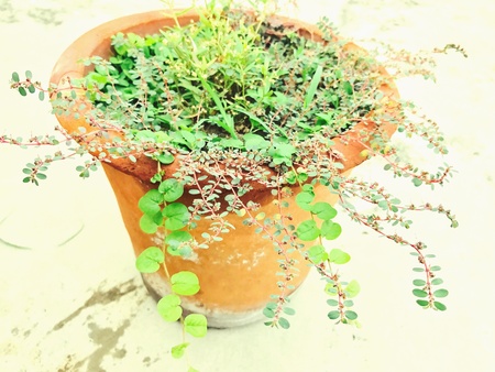 A tub of different types of creepy plantsの素材