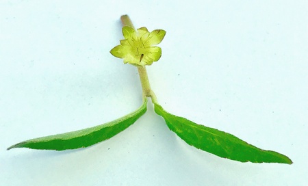 A herbal medicinal plant's branch with flowersの素材