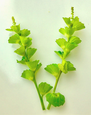 A beautiful design made with foliage