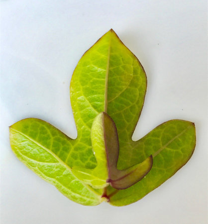 A beautiful design made with beautiful leaves of a creepy plant