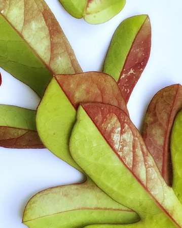 A beautiful design made with colourful leaves of a creepy plantの素材