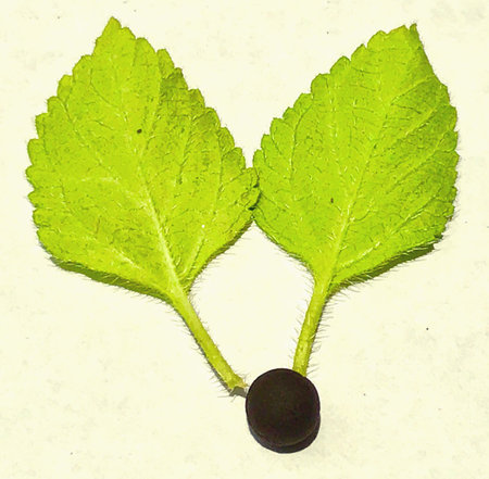 A design made with green leaves and a herbal tablet