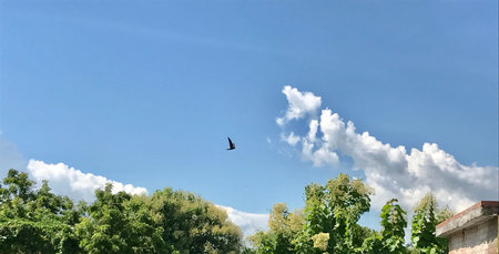 A beautiful natural scenery with cloudscape in the blue sky and trees