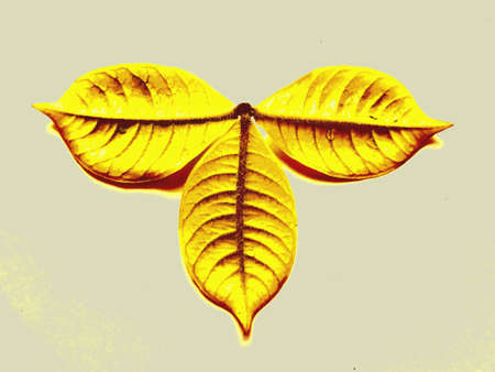 A beautiful logotype designの素材