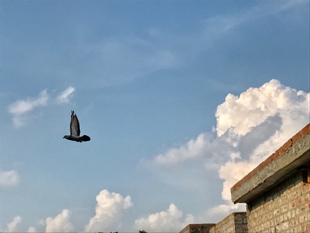 A flying bird in the sky.の素材