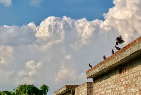 Birds are sitting on a roof under the skyの素材