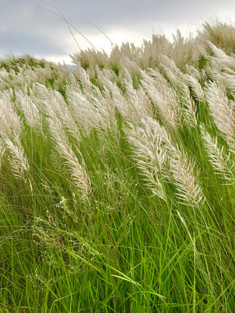 A beautiful natural scenery with sky clouds and catkin flowers