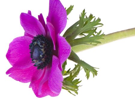 A beautiful and colourful flower with purple coloured petalsの素材