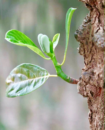 A beautiful green and small branch with leaves and buds of jackfruits tree