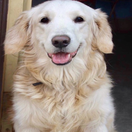 A white coloured cute pet dogの素材