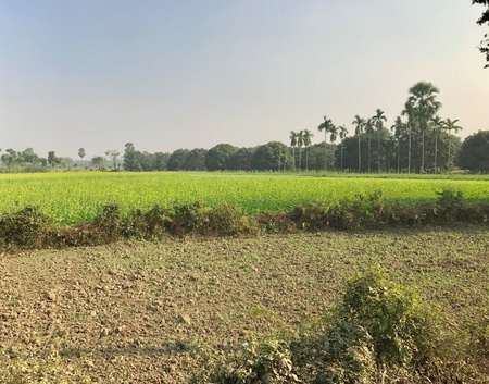 A beautiful natural scenery with an agricultural field in a rural area. Its a very nice nature landscapeの素材