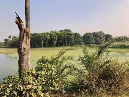 A beautiful natural scenery with an agricultural field in a rural area. Its a very nice nature landscapeの素材