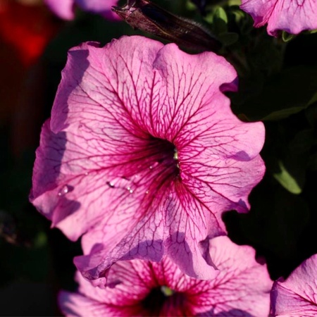 Beautiful and colourful flower or blossom in a plantの素材