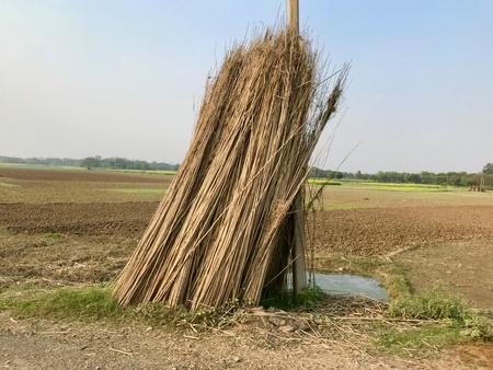A beautiful natural scenery with an agricultural field and sky in the rural India. Its a very nice natural landscapeの素材