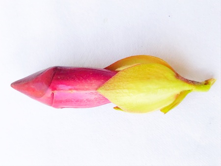 A colourful blooming flower budの素材
