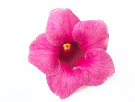 A beautiful and colourful flower with red petals. Its a very nice natural beautyの素材