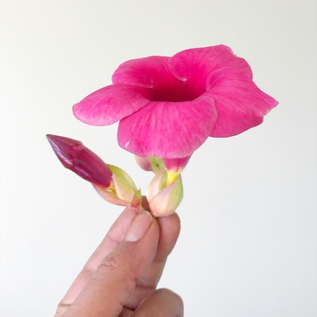 A beautiful and colourful flower with red petals. Its a very nice natural beautyの素材