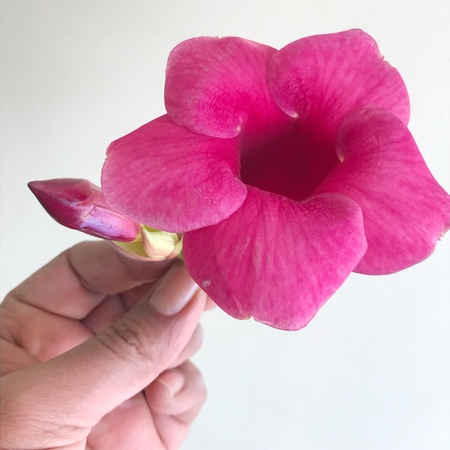 A beautiful and colourful flower and bud blooming bud. Its a very nice natural beautyの素材