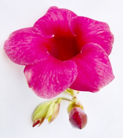 A beautiful and colourful flower and bud blooming bud. Its a very nice natural beautyの素材