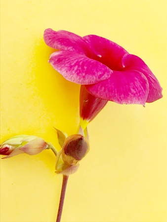 A beautiful and colourful flower with red coloured petals and a blooming bud. Its a very nice natural beautyの素材