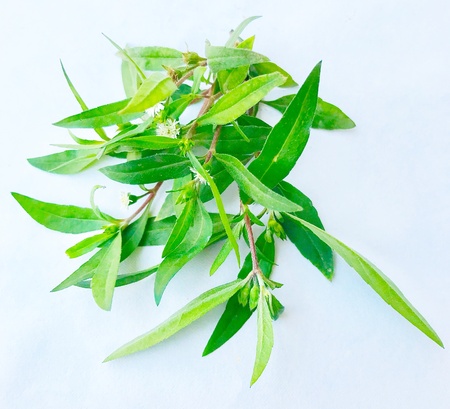 A branch of bhringraj or Eclipta Alba plant. Its a very nice herbal remedy for skin and hair lossの素材