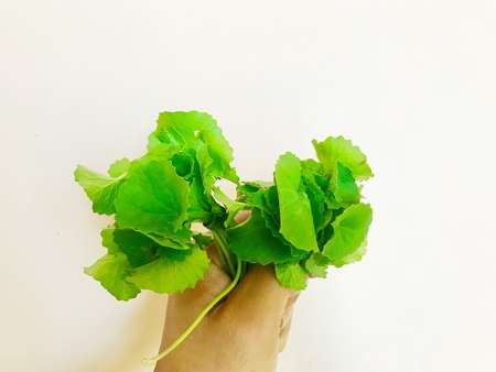 A bunch of Gotu kola plants with green leaves in a hand. Gotu kola or thankuni is an effective Ayurvedic herbal medicineの素材