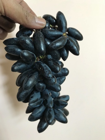A bunch of black grapes in the hand of a farmerの素材