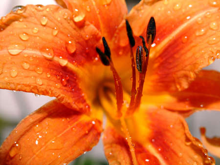 Day-Lily after rainの写真素材