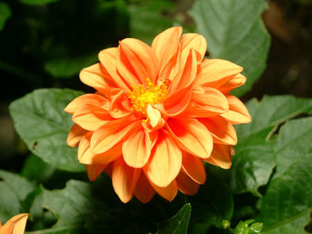 Orange Dahliaの写真素材