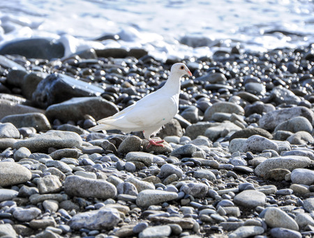 White dove on the beachの写真素材