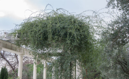 Antique gazebo in a park surrounded by the southern plants in high qualityの写真素材