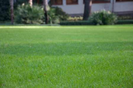 palm trees on a background of green lawn in an exotic park in high qualityの写真素材