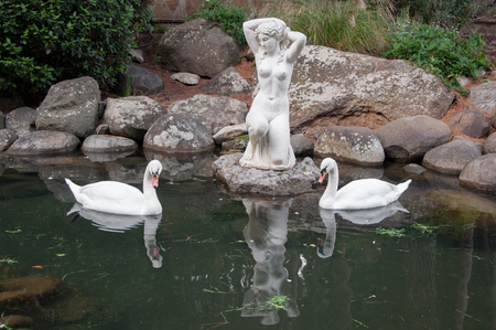 two swans in a pond with antique sculpture in high qualityの写真素材